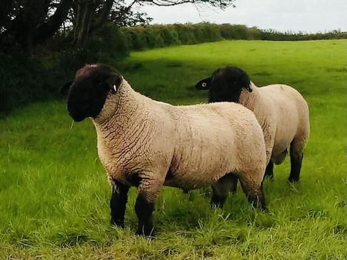 The Snuggly Sheep Shepherd Hut Farm Stay Балишанън Екстериор снимка